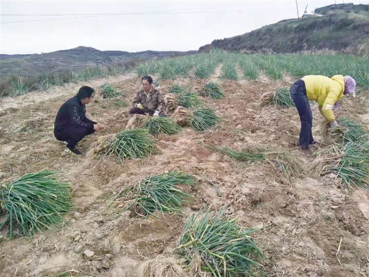         會(huì)寧縣翟家所鎮(zhèn)屬典型的旱山塬區(qū)，受氣候、光照、土質(zhì)、海拔等多方因素的影響，這里出產(chǎn)的紅蔥卻有著莖粗、質(zhì)厚、味美、耐儲(chǔ)存等顯著特點(diǎn)，深受廣大客商的喜愛。圖為當(dāng)?shù)卮迕裾谑胀诩t蔥。                          姚繼東 攝